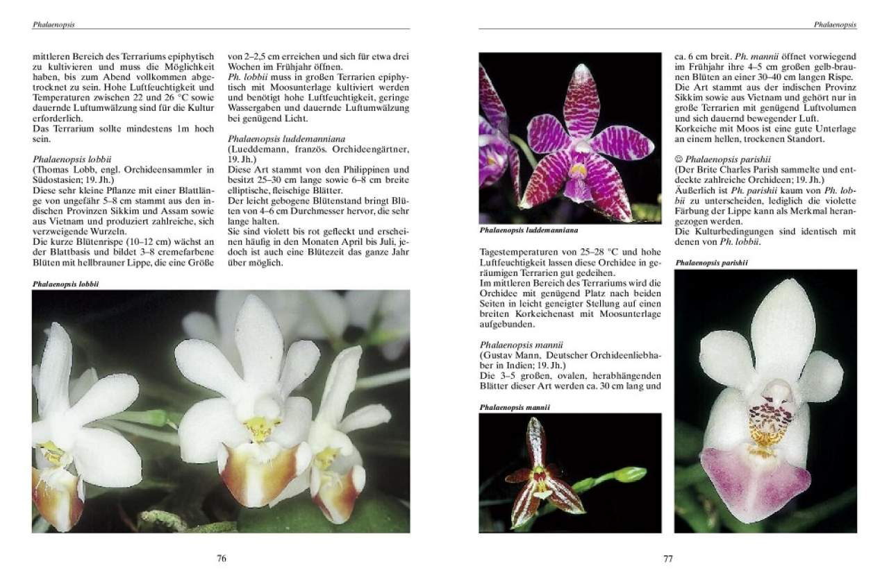 Bromelien, Orchideen und Farne im Tropenterrarium